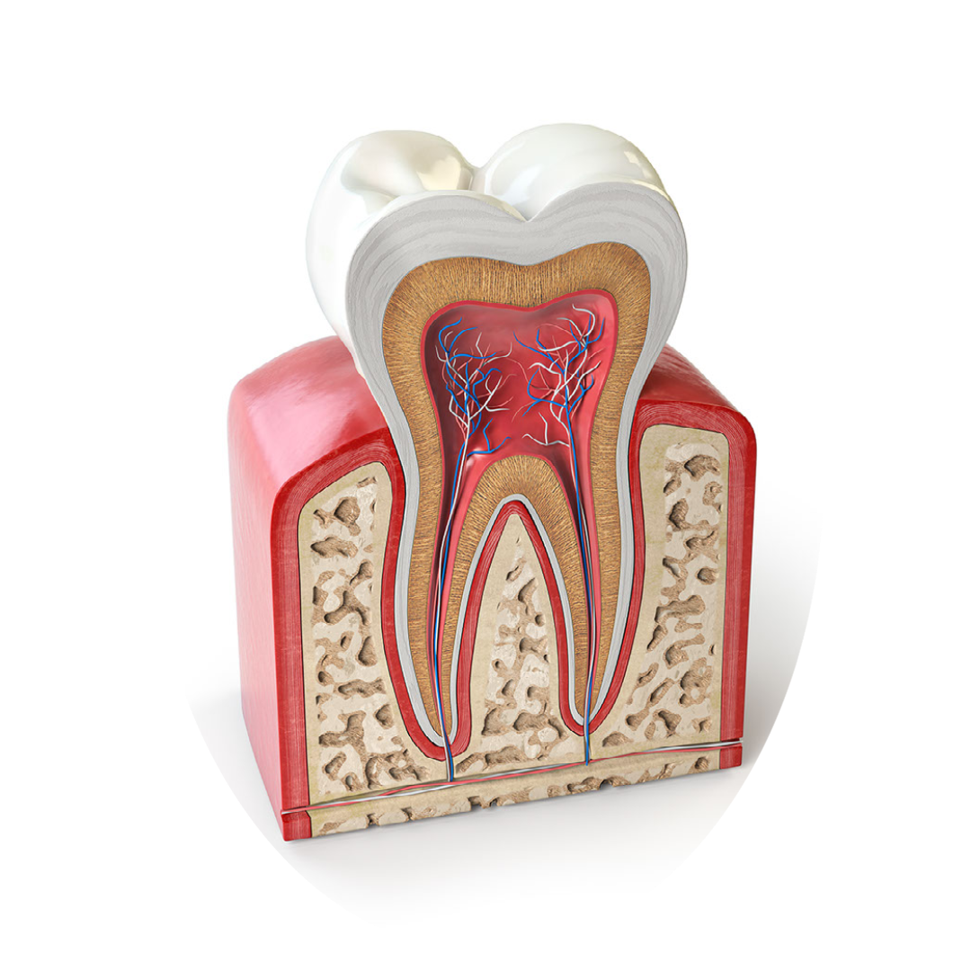 Tooth Anatomy
